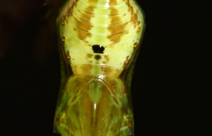 Figura 8. Pupa de <i>Oleria paula</i></i> (Nymphalidae), vista ventral, localidad Sendero Memos, Sector Pitilla ACG (740m). Voucher: 17-SRNP-32479-DHJ740842.jpg.