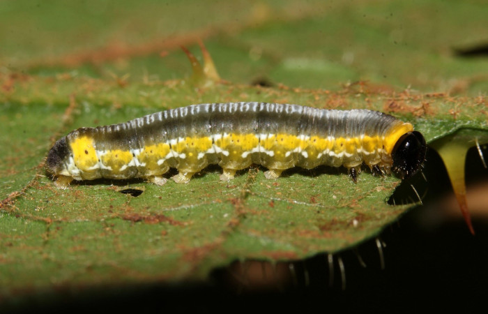 Figura 17. Larva <i>Oleria rubescens</i></i> (Nymphalidae), último estadío (U) vista lateral, localidad Sendero Memos, Sector Pitilla ACG (740m). Voucher: 17-SRNP-32493-DHJ740801.jpg.