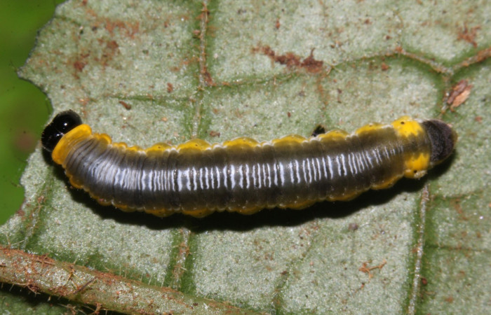 Figura 18. Larva <i>Oleria rubescens</i></i> (Nymphalidae), último estadío (U) vista dorsal, localidad Sendero Memos, Sector Pitilla ACG (740m). Voucher: 17-SRNP-32493-DHJ740802.jpg.