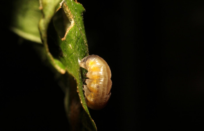 Figura 5. Prepupa de <i>Oleria paula</i></i> (Nymphalidae), vista dorsal, localidad Estación Gongora, Sector Cacao ACG (570m). Voucher: 17-SRNP-36578-DHJ734594.jpg.