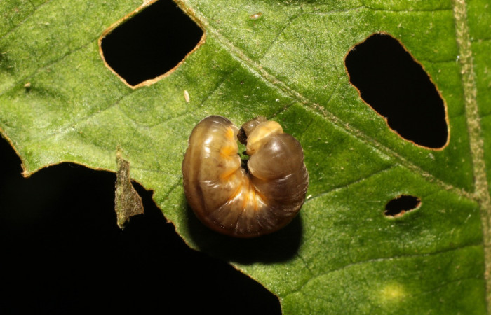 Figura 6. Prepupa de <i>Oleria paula</i></i> (Nymphalidae), vista dorsal, localidad Estación Gongora, Sector Cacao ACG (570m). Voucher: 17-SRNP-36578-DHJ734595.jpg.