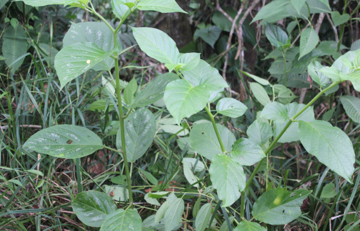 Figura 21. Planta hospedera de <i>Oleria paula</i></i> (Nymphalidae), esta planta se llama <i>Witheringia solanacea</i></i> (Solanaceae), localidad Bullas Estación Biológica Quica, Sector Pitilla ACG (440m), foto: Ricardo Calero 02 Mayo 2023.