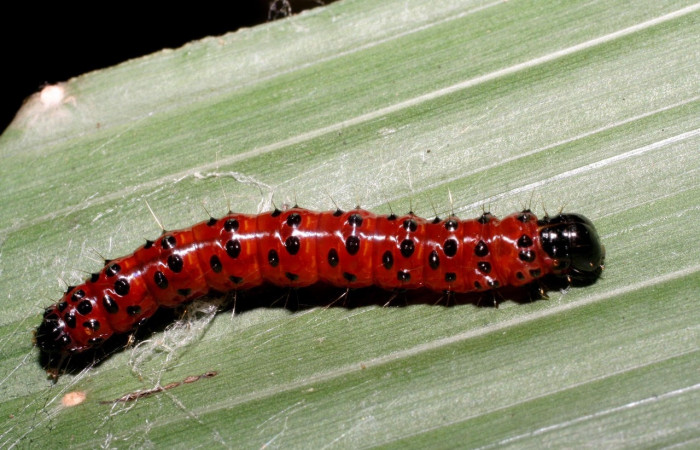Fig.10 Vista frontal, <i>Omiodes seminitidalis</i></i> (Crambidae), se colectó 30 Agosto 2006, Sector Rincon Rain Forest, Garzasol, 400mts, (06-SRNP-43293-DHJ417245.jpg).