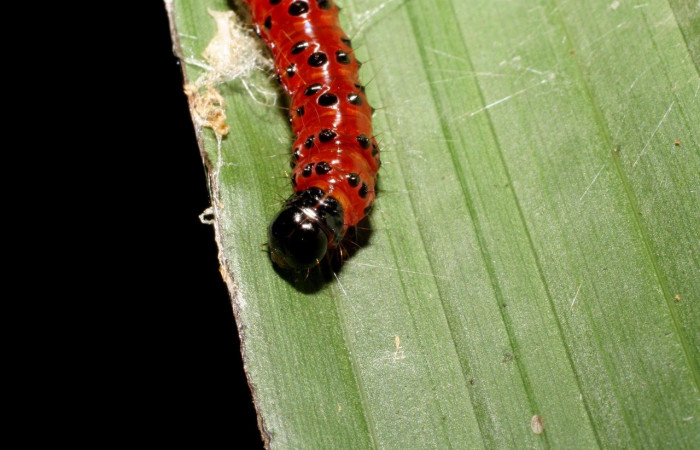 Fig,11 Vista frontal, <i>Omiodes seminitidalis</i></i> (Crambidae), se colectó 30 Agosto 2006, Sector Rincon Rain Forest, Garzasol, 400mts, (06-SRNP-43293-DHJ417243.jpg).