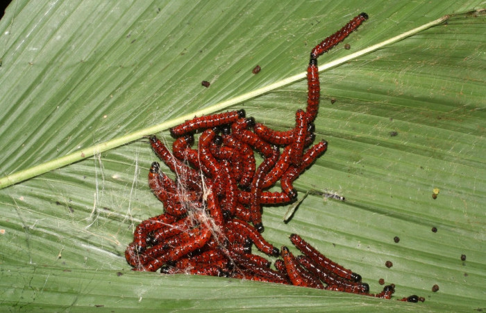 Fig.12  Observamos grupo de, <i>Omiodes seminitidalis</i></i> (Crambidae), se colectó 30 agosto 2006, Sector Rincon Rain Forest, Garzasol, 400mts. (06-SRNP-43293-DHJ417241.jpg).