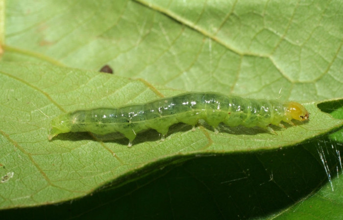 Fig.13 Vista lateral, <i>Omiodes humeralis</i></i> (Crambidae), se colectó 27 marzo 2006, Sector Pitilla, Pasmompa, 440mts. (06-SRNP-31465-DHJ412625.jpg.
