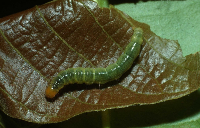 Fig.14 Vista dorsal, <i>Omiodes humeralis</i></i> (Crambidae), se colectó 09 octubre 2003, Sector Pitilla, Pasmompa, 440mts. (03-SRNP-21350-DHJ78660.jpg).