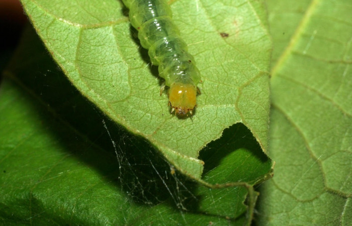 Fig15 Vista frontal, <i>Omiodes humeralis</i></i> (Crambidae), se colectó 27 marzo 2006, Sector Pitilla, Pasmompa, 440mts. (06-SRNP-31465-DHJ412622.jpg).
