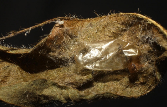 Fig.16 Observamos capullo vacío de <i>Lycorina</i></i> apicalisDHJ03 (Ichneumonidae) avispa parásita en <i>Omiodes indicata</i></i> (Crambidae),(09-SRNP-1923-DHJ476135.jpg).