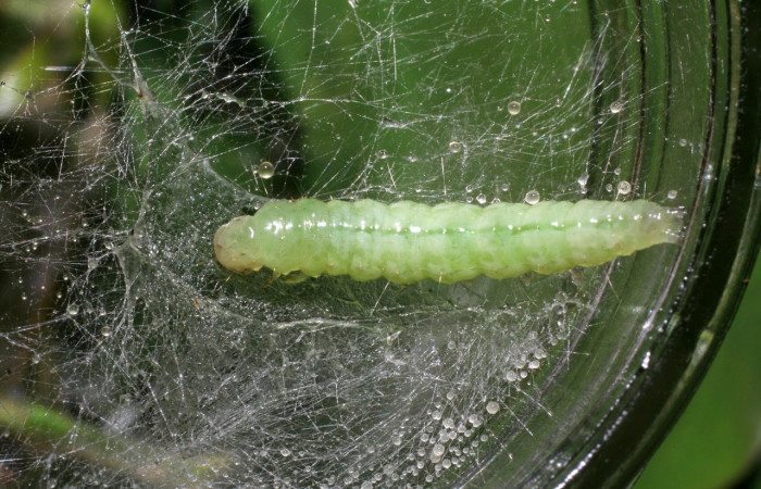 Fig.18 Observamos prepupa de <i>Omiodes humeralis</i></i> (crambidae) hizo prepupa 02 de abril 2006, Sector Pitilla, Sendero Rotulo, 510mts. (06-SRNP-31470-DHJ412638.jpg).