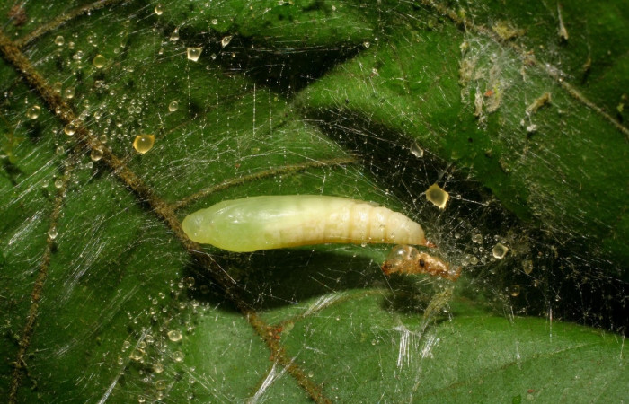 Fig.19 Observamos pupa de <i>Omiodes humeralis</i></i> (crambidae) (06-SRNP-2471-DHJ410369.jpg).
