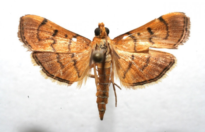 Fig.1 Vista dorsal macho <i>Omiodes indicata</i></i> (Crambidae), trampas de luces, Sector Pitilla, Estacion Pitilla, 675 mts. (06-SRNP-102747-DHJ602747.jpg)