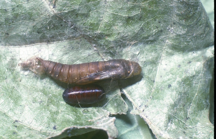 Fig.20 Observamos larva de parásito <i>Hyphantrophaga</i></i> blandaDHJ03 (Tachinidae),en larva <i>Omiodes humeralis</i></i> (Crambidae ), (04-SRNP-532-DHJ81407.jpg)