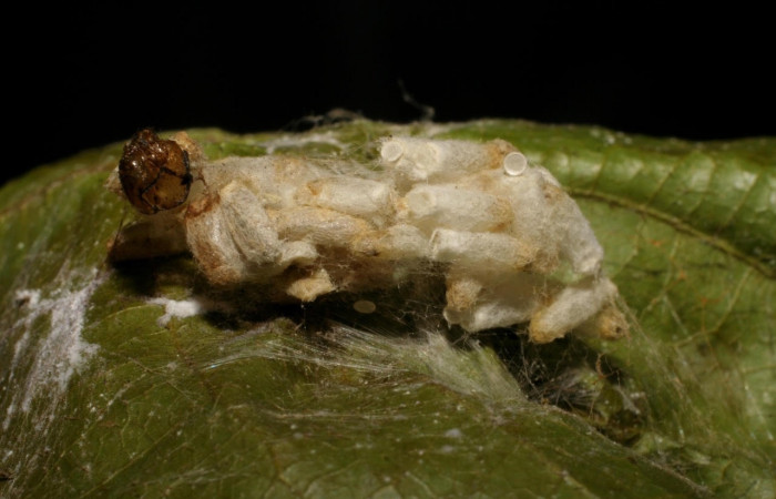 Fig.21  Observamos larva de parásito <i>Hypomicrogaster</i></i> Janzen01 (Braconidae),en larva <i>Omiodes humeralis</i></i> (Crambidae ) (06-SRNP-41845-DHJ425504.jpg)