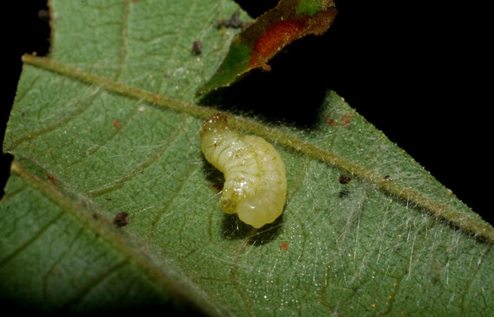 Fig.22 Observamos larva de parásito (Ichneumonidae),en larva <i> Omiodes humeralis</i></i> (Crambidae ), (07-SRNP-33665-DHJ430853.jpg)