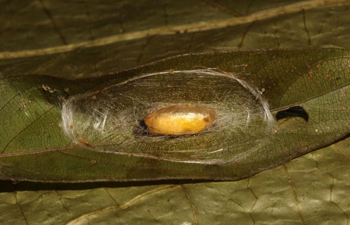 Fig.23 Observamos capullo vacíos de parásitos <i>Meniscomorpha nerda</i></i> (Ichneumonidae), en larva [I]Omiodes humeralis</i> (Crambidae ), (07-SRNP-24365-DHJ448365.jpg).