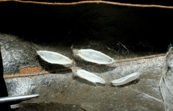 Fig.24 Observamos capullo vacíos de parásitos <i>hormJanzen01 Janzen01 </i></i> (Braconidae),en larva <i>Omiodes humeralis</i></i> (Crambidae ), (07-SRNP-46646-DHJ461900.jpg)