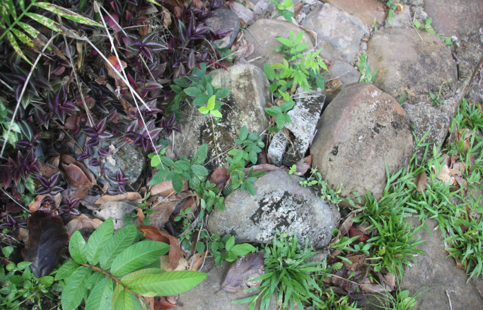 Fig.25 Planta <i>Desmodium incanum</i></i>, (Fabaceae) hospedero <i>Omiodes indicata</i></i>, (Crambidae). Sector Mundo Nuevo, Quebrada Tibio. Foto, Elieth Cantillano, 15 marzo 2023.