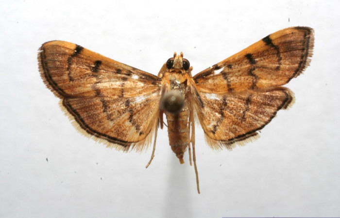 fig.2 Vista dorsal macho <i>Omiodes indicata</i></i> (Crambidae),colectado trampas de luces, Sector Pilas, Canopy Tours 700 mts. (06-SRNP-107233-DHJ607233.jpg)