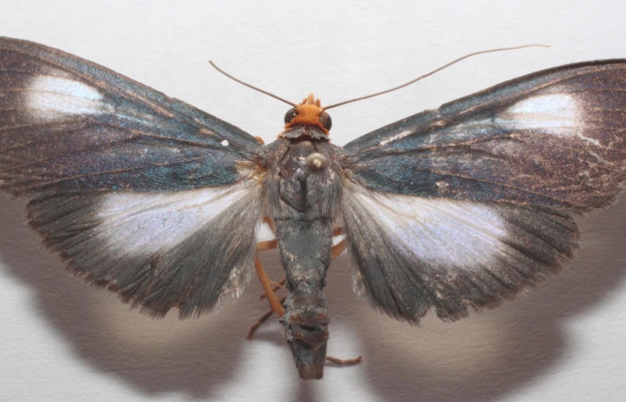 Fig.3 Vista dorsal macho <i>Omiodes seminitidalis</i></i> (Crambidae), trampas de luces, Sector Del Oro, Manta Matudaea, 610 mts. (18-SRNP-102380-DHJ703467.jpg).