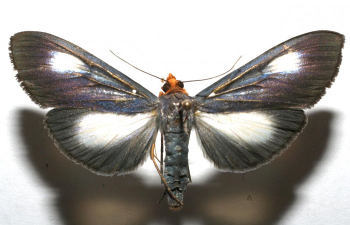 Fig 4 Vista dorsal macho <i>Omiodes seminitidalis</i></i> (Crambidae), trampas de luces, Sector Pitilla, Estacion Pitilla, 675 mts. (07-SRNP-102218-DHJ612182.jpg).