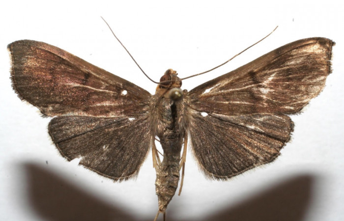 Fig.5 Vista dorsal <i>Omiodes Omiodes humeralis.
</i></i> (Crambidae), trampas de luces, Sector Cacao, Estacion Gongora, 557 mts (07-SRNP-106782-DHJ616746.jpg).