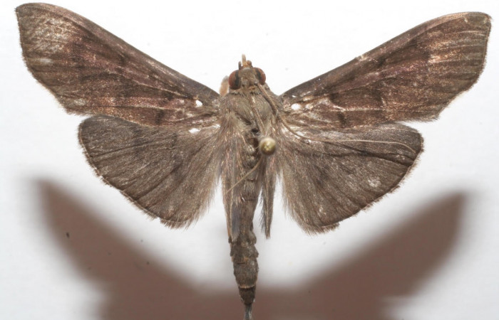 Fig.6 Vista dorsal <i>Omiodes Omiodes humeralis.
[/I] (Crambidae), trampas de luces, Sector Cacao, Estacion Gongora, 557 mts. (07-SRNP-108650-DHJ618614.jpg).