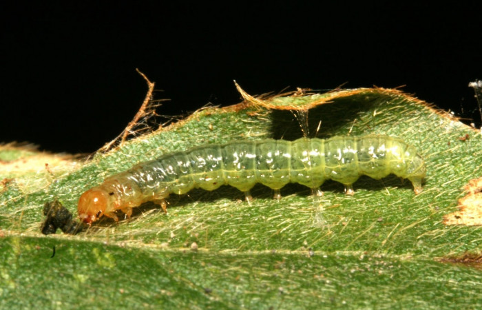 Fig.7 Vista lateral, <i>Omiodes indicata</i></i> (Crambidae), se colectó 12 Febrero 2014, Sector Rincon Rain Forest, Garzasol, 400mts,(11-SRNP-41710-DHJ483106.jpg)