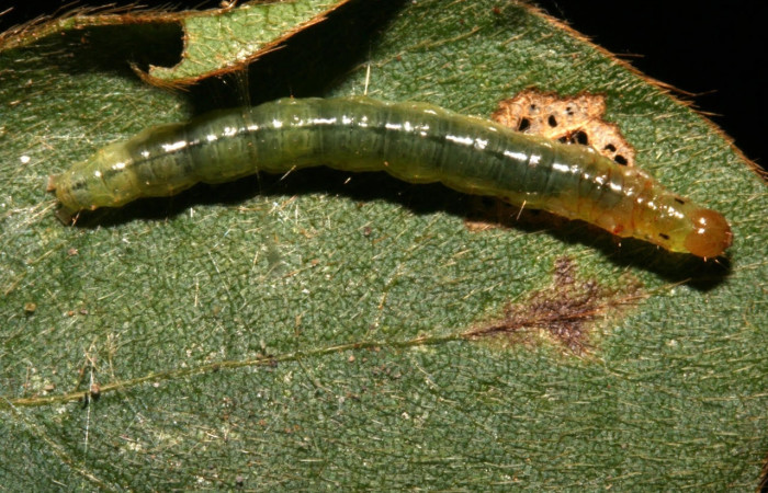 Fig.8 Vista dorsal, <i>Omiodes indicata</i></i> (Crambidae), se colectó 12 Febrero 2014, Sector Rincon Rain Forest, Garzasol, 400mts, (11-SRNP-41710-DHJ483109.jpg).