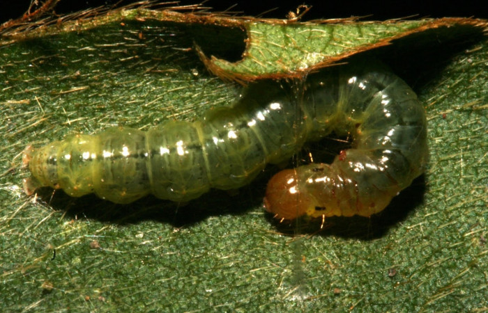 Fig.9 Vista frontal, <i>Omiodes indicata</i></i> (Crambidae), se colectó 12 Febrero 2014, Sector, Loaiciga, 445mts,(14-SRNP-30311-DHJ720537.jpg).