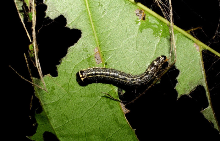Fig. 13 Larva <i>Nachaba</i></i> BioLep97, Pyralidae, (estadio PU), mostrando posición dorsal, se alimenta, <i>Tabebuia rosea</i></i>, familia (Bignoniaceae). Voucher: 06-SRNP-46766-DHJ417578.jpg.