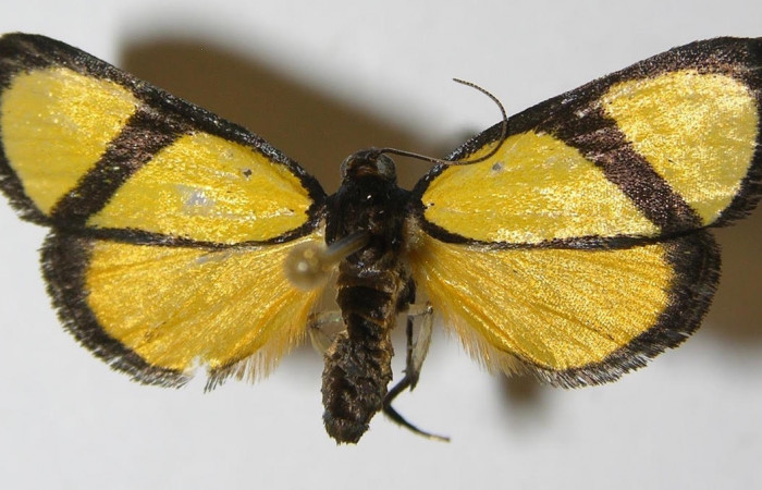 Fig.1 Adulto <i>Nachaba</i></i> BioLep97, Pyralidae, mostrando la parte  dorsal. Voucher: 11-SRNP-56241-DHJ559632.
