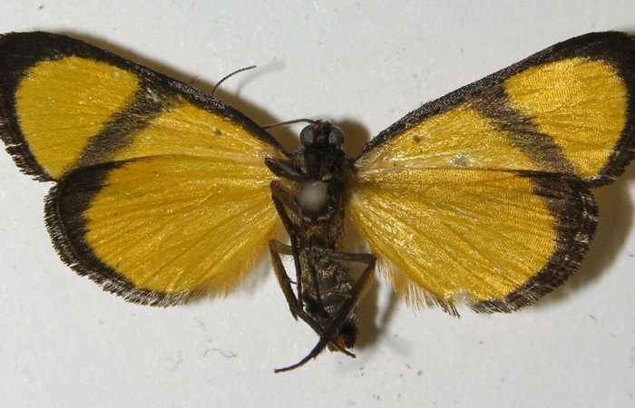 Fig.2 Adulto <i>Nachaba</i></i> BioLep97, Pyralidae, mostrando la parte  ventral. Voucher: 11-SRNP-56241-DHJ559633.