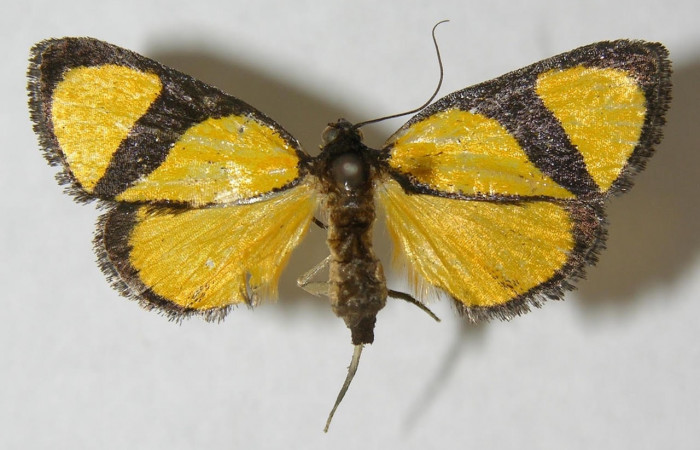 Fig.3 Adulto <i>Nachaba</i></i> BioLep97, Pyralidae, mostrando la parte  dorsal. Voucher: 12-SRNP-13040-DHJ562292.