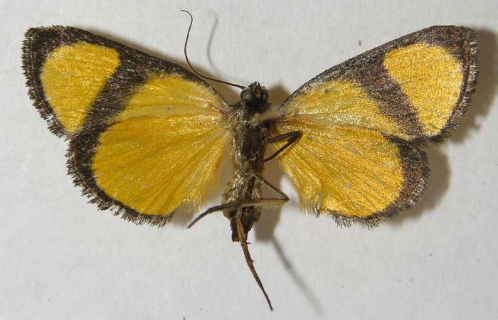 Fig.4 Adulto <i>Nachaba</i></i> BioLep97, Pyralidae, mostrando la parte  ventral. Voucher: 12-SRNP-13040-DHJ562293.