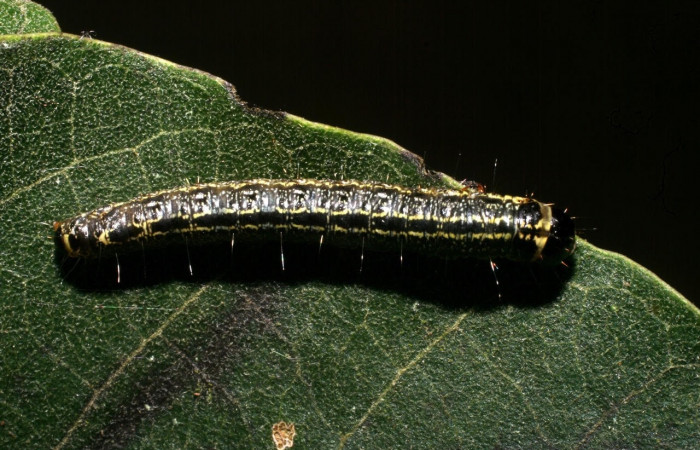 Fig. 5 Larva <i>Nachaba</i></i> BioLep97, Pyralidae, (estadio U), mostrando la posición dorsal entero, se alimenta <i>Handroanthus impetiginosus</i></i>, familia (Bignoniaceae). Voucher: 11-SRNP-56186-DHJ497260.jpg.