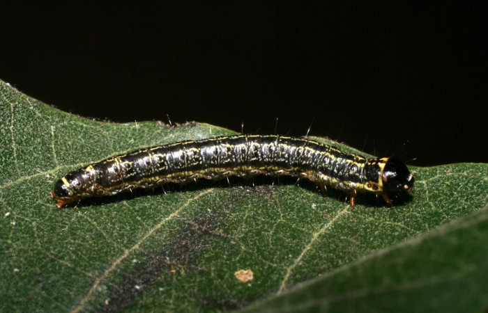 Fig. 6 Larva <i>Nachaba</i></i> BioLep97, Pyralidae, (estadio U), mostrando la posición dorsal entero, se alimenta <i>Handroanthus impetiginosus</i></i>, familia (Bignoniaceae). Voucher: 11-SRNP-56186-DHJ497261.jpg.