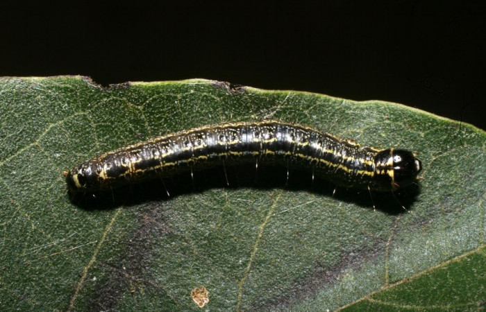 Fig. 9 Larva <i>Nachaba</i></i> BioLep97, Pyralidae, (estadio U), mostrando la posición dorsal entero, se alimenta <i>Handroanthus impetiginosus</i></i>, familia (Bignoniaceae). Voucher: 11-SRNP-56186-DHJ497265.jpg.