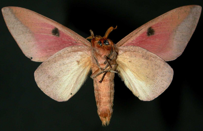 Fg.2. Adulto vista ventral de la hembra <i>Syssphinx colla</i></i> (Saturnidae), Luces Sector Santa Rosa, 300 m. 82- SRNP-556-DHJ31346.