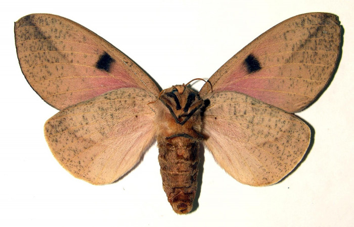 Fg.4. Adulto vista ventral de la hembra <i>Syssphinx colla</i></i> (Saturnidae), mide 76mm. Luces Sector Santa Rosa, 300 m. 83-SRNP-441.21-DHJ91823.