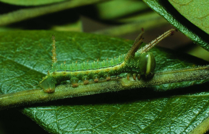 g.5. Larva segundo estadio <i>Syssphinx colla</i></i> (Saturnidae), Luces Sector Santa Rosa, 300 m. 82-
RNP-556-DHJ4384.