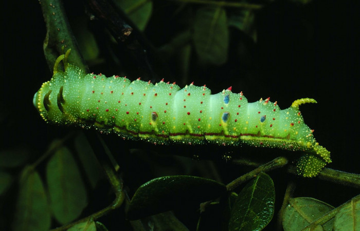 Fg.6. último estadio <i>Syssphinx colla</i></i> (Saturnidae), Laguna Esconda Sector Santa Rosa, 285 m. 82-SRNP-230a-DHJ3841.