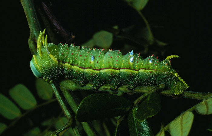 Fg.7. útimo estadio <i>Syssphinx colla</i></i> (Saturnidae), Laguna Esconda Sector Santa Rosa, 285 m. 82-SRNP-230a-DHJ3844.