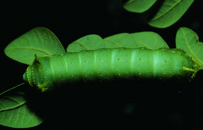 Fg.8. último estadio <i>Syssphinx colla</i></i> (Saturnidae), Laguna Esconda Sector Santa Rosa, 285 m. 82-SRNP-230a-DHJ3837.