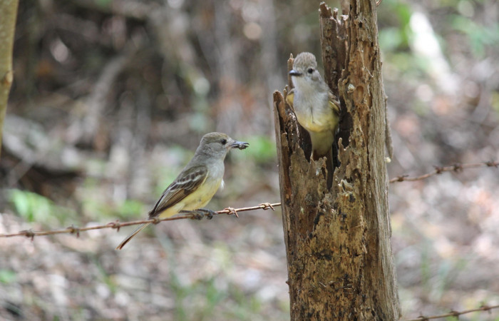 Fig. 10 Macho y hembra de Brown-crested Flycatcher (Copetón Crestipardo) <i>Myiarchus tyrannulus</i></i> (Tyrannidae). Llevando alimento a sus crias. Estación Biológica, Los Almendros, Sector El Hacha; ACG. 12 de abril 2023, Foto: Roster Moraga.