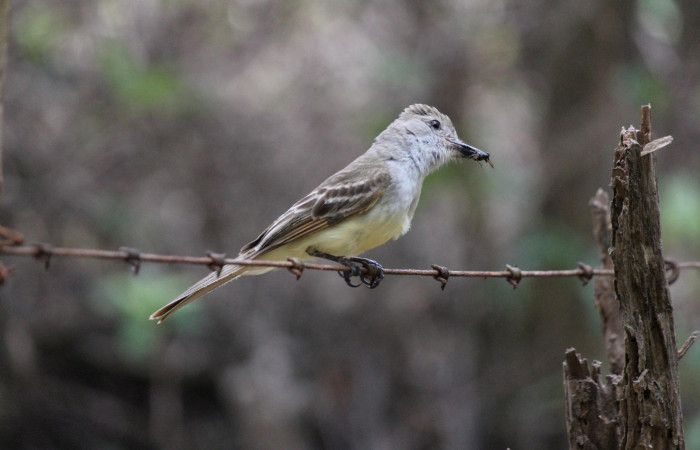 Fig. 11 Brown-crested Flycatcher (Copetón Crestipardo) <i>Myiarchus tyrannulus</i></i> (Tyrannidae). Llevando una mosca a sus crias. Estación Biológica, Los Almendros, Sector El Hacha; ACG. 12 de abril 2023, Foto: Roster Moraga.