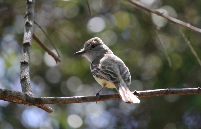 Fig. 12 Brown-crested Flycatcher (Copetón Crestipardo) <i>Myiarchus tyrannulus</i></i> (Tyrannidae). Perchado después de alimentar a sus crias. Estación Biológica, Los Almendros, Sector El Hacha; ACG. 12 de abril 2023, Foto: Roster Moraga.