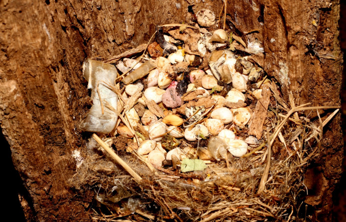 Fig. 13 Semillas de <i>Bursera simaruba</i></i> (Burseraceae) dejadas por los pichones en la superficie del nido de Brown-crested Flycatcher (Copetón Crestipardo) <i>Myiarchus tyrannulus</i></i> (Tyrannidae). Estación Biológica, Los Almendros, Sector El Hacha; ACG. 22 de abril 2023, Foto: Roster Moraga.