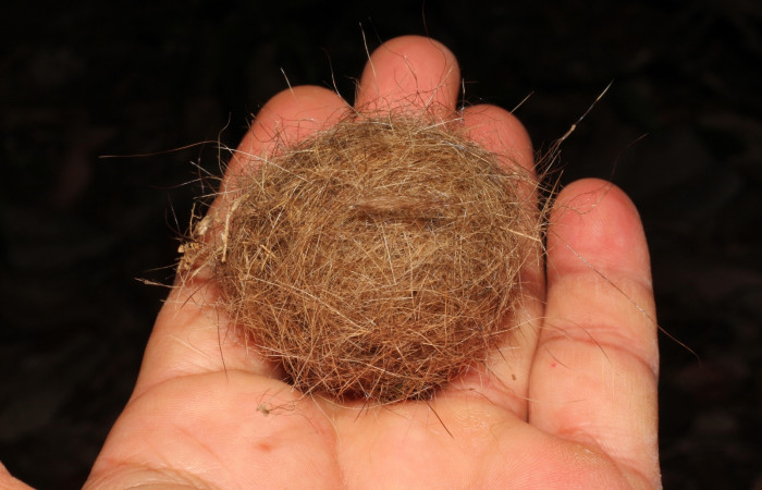 Fig. 14 Rollo de pelos de los animales muertos que Brown-crested Flycatcher (Copetón Crestipardo) <i>Myiarchus tyrannulus</i></i> (Tyrannidae); utilizó para establecer la base de su nido en la primer anidación. Estación Biológica, Los Almendros, Sector El Hacha; ACG. 09 de mayo 2022, Foto: Roster Moraga.