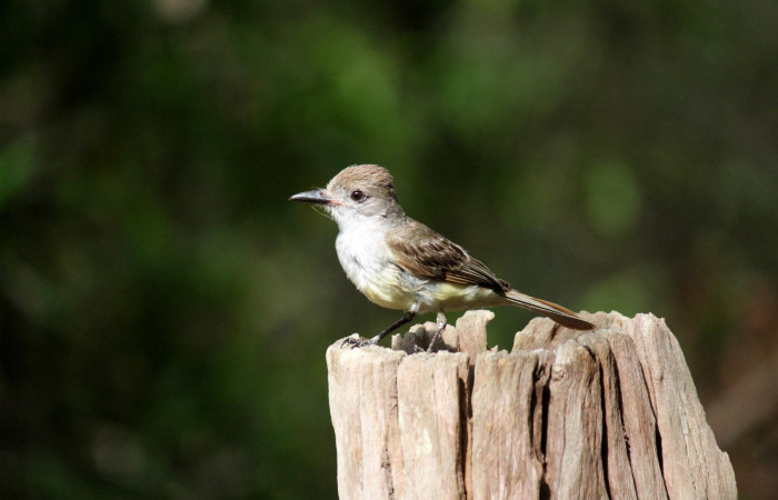 Fig. 1 Brown-crested Flycatcher (Copetón Crestipardo) <i>Myiarchus tyrannulus</i></i> (Tyrannidae). Estación Biológica, Los Almendros, Sector El Hacha; ACG. 06 de mayo 2022, Foto: Roster Moraga.